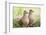 Mourning Doves (Zeaida Macroura) Pair-Larry Ditto-Framed Photographic Print