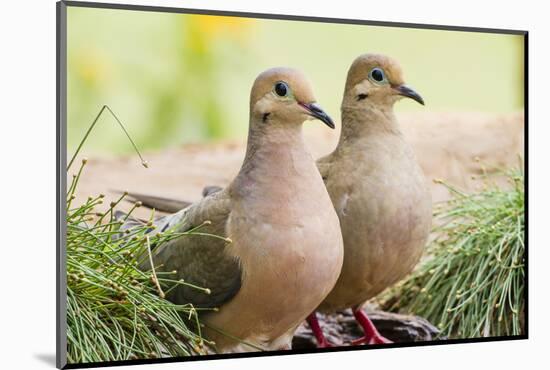 Mourning Doves (Zeaida Macroura) Pair-Larry Ditto-Mounted Photographic Print