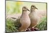 Mourning Doves (Zeaida Macroura) Pair-Larry Ditto-Mounted Photographic Print