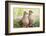 Mourning Doves (Zeaida Macroura) Pair-Larry Ditto-Framed Photographic Print