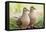 Mourning Doves (Zeaida Macroura) Pair-Larry Ditto-Framed Premier Image Canvas