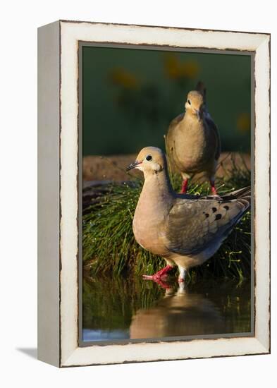 Mourning Doves (Zeaida Macroura) Pair-Larry Ditto-Framed Premier Image Canvas