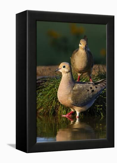 Mourning Doves (Zeaida Macroura) Pair-Larry Ditto-Framed Premier Image Canvas