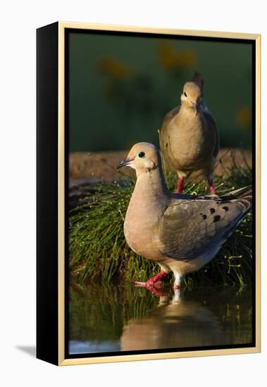 Mourning Doves (Zeaida Macroura) Pair-Larry Ditto-Framed Premier Image Canvas