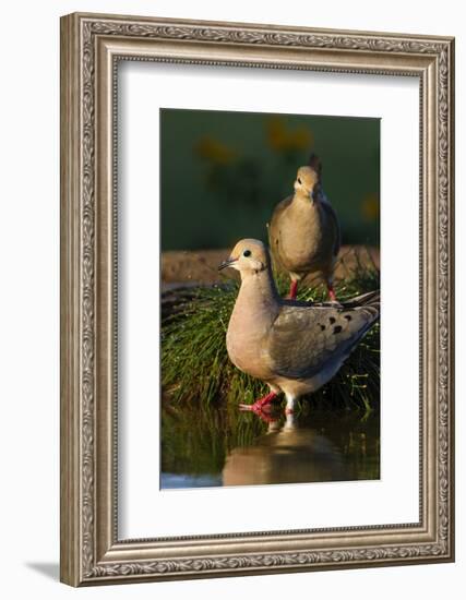 Mourning Doves (Zeaida Macroura) Pair-Larry Ditto-Framed Photographic Print