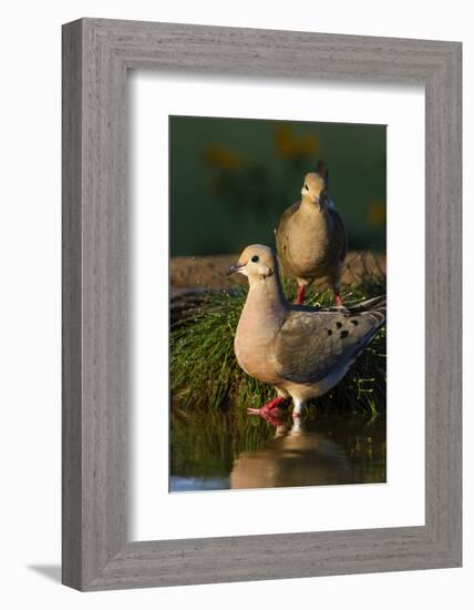 Mourning Doves (Zeaida Macroura) Pair-Larry Ditto-Framed Photographic Print