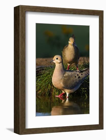 Mourning Doves (Zeaida Macroura) Pair-Larry Ditto-Framed Photographic Print