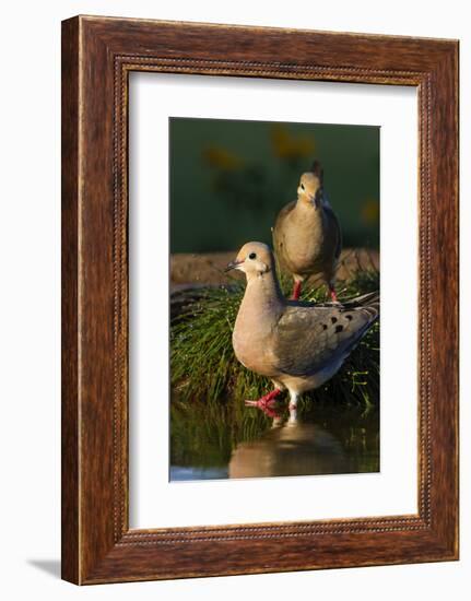 Mourning Doves (Zeaida Macroura) Pair-Larry Ditto-Framed Photographic Print