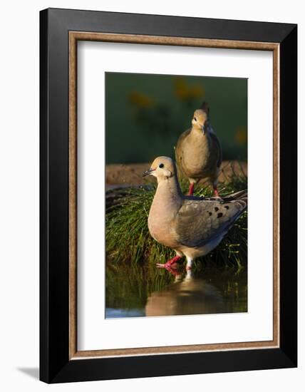 Mourning Doves (Zeaida Macroura) Pair-Larry Ditto-Framed Photographic Print