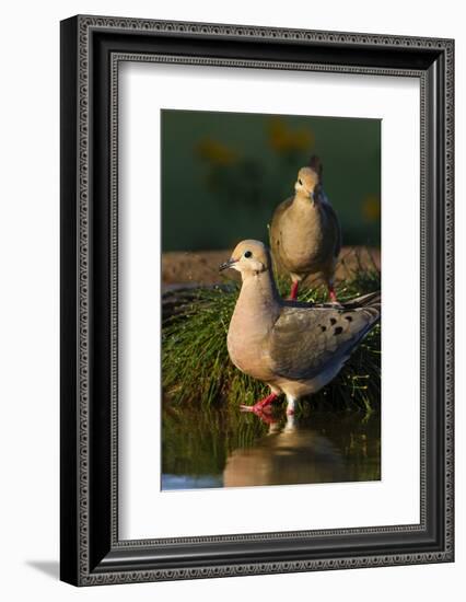 Mourning Doves (Zeaida Macroura) Pair-Larry Ditto-Framed Photographic Print