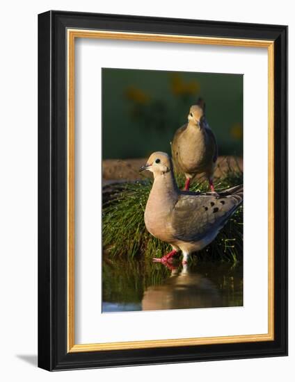 Mourning Doves (Zeaida Macroura) Pair-Larry Ditto-Framed Photographic Print