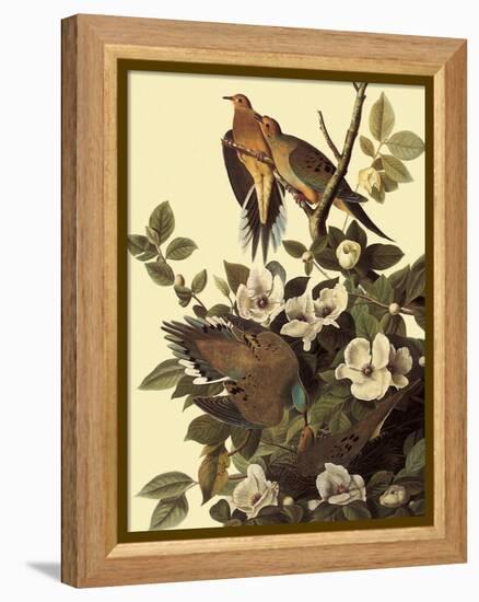 Mourning Doves-John James Audubon-Framed Premier Image Canvas