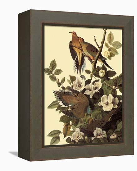 Mourning Doves-John James Audubon-Framed Premier Image Canvas