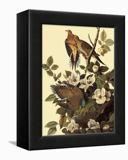 Mourning Doves-John James Audubon-Framed Premier Image Canvas