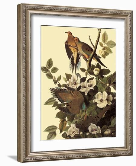 Mourning Doves-John James Audubon-Framed Giclee Print