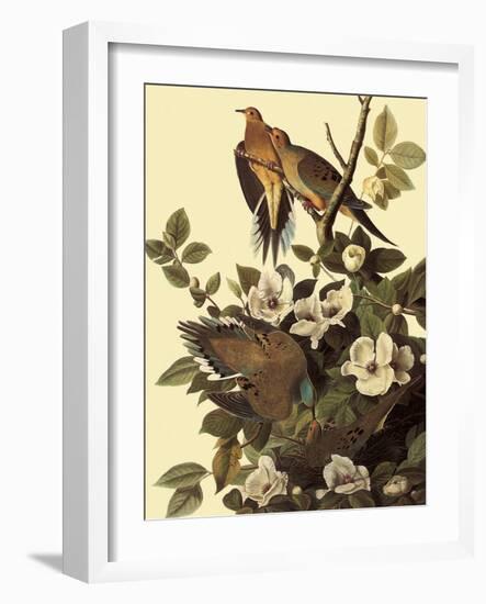 Mourning Doves-John James Audubon-Framed Giclee Print