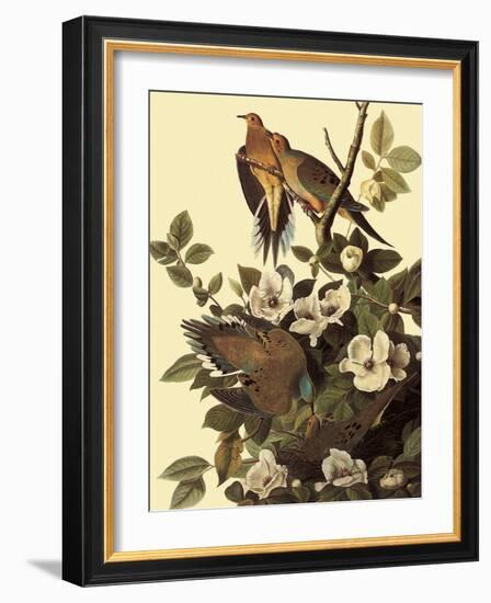 Mourning Doves-John James Audubon-Framed Giclee Print