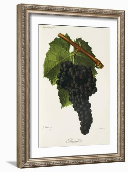 Mourvedre Grape-J. Troncy-Framed Giclee Print