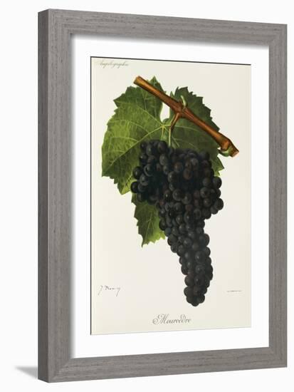 Mourvedre Grape-J. Troncy-Framed Giclee Print