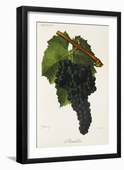 Mourvedre Grape-J. Troncy-Framed Giclee Print