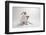 Mouse and Jack-Susan Sabo-Framed Photographic Print