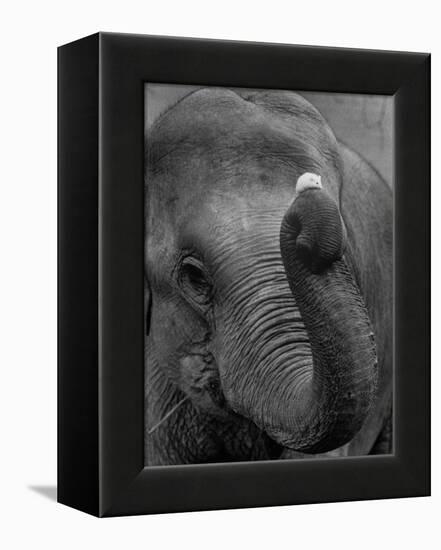 Mouse Balancing on Elephant's Trunk-Bettmann-Framed Premier Image Canvas