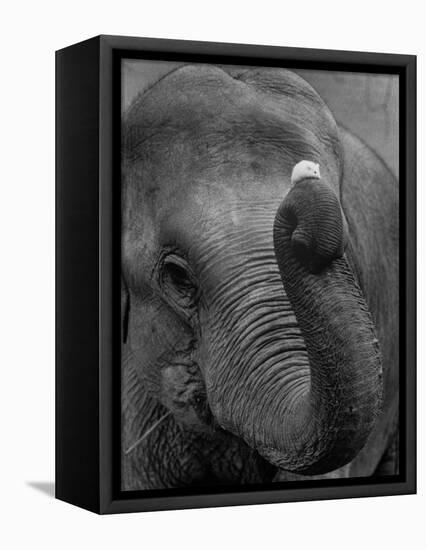 Mouse Balancing on Elephant's Trunk-Bettmann-Framed Premier Image Canvas