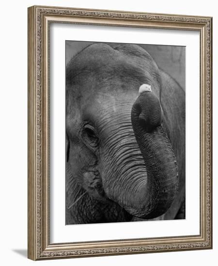 Mouse Balancing on Elephant's Trunk-Bettmann-Framed Photographic Print