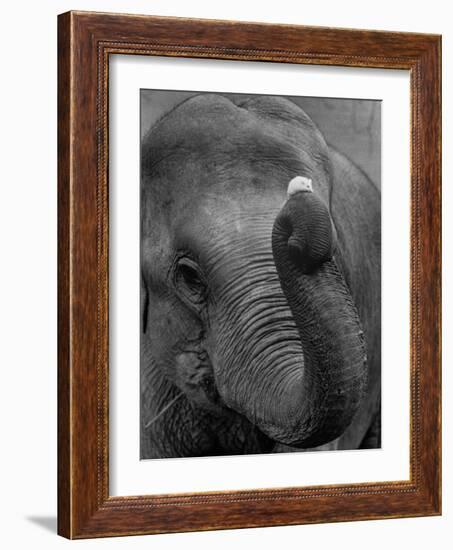 Mouse Balancing on Elephant's Trunk-Bettmann-Framed Photographic Print