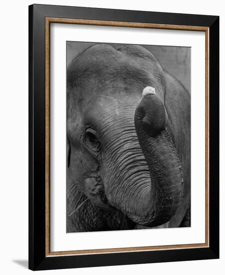 Mouse Balancing on Elephant's Trunk-Bettmann-Framed Photographic Print