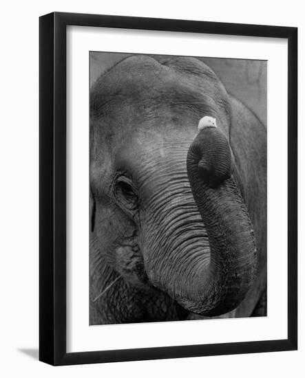 Mouse Balancing on Elephant's Trunk-Bettmann-Framed Photographic Print