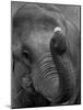Mouse Balancing on Elephant's Trunk-Bettmann-Mounted Photographic Print