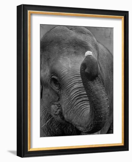 Mouse Balancing on Elephant's Trunk-Bettmann-Framed Photographic Print