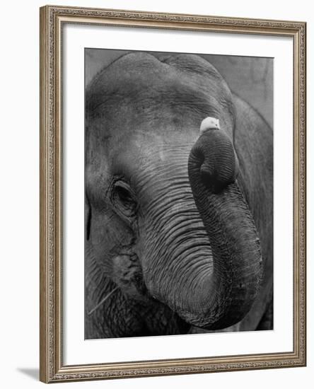 Mouse Balancing on Elephant's Trunk-Bettmann-Framed Photographic Print