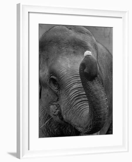 Mouse Balancing on Elephant's Trunk-Bettmann-Framed Photographic Print