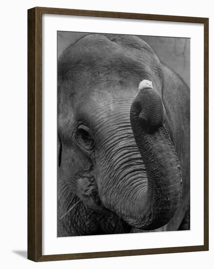 Mouse Balancing on Elephant's Trunk-Bettmann-Framed Photographic Print