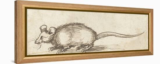 Mouse, C. 1480-1520-Albrecht Durer-Framed Stretched Canvas