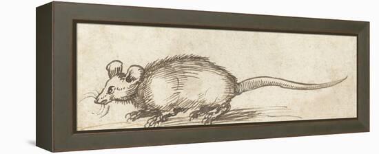 Mouse, C. 1480-1520-Albrecht Durer-Framed Stretched Canvas