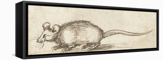 Mouse, C. 1480-1520-Albrecht Durer-Framed Stretched Canvas