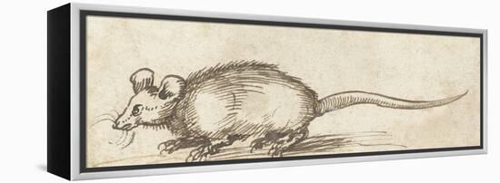 Mouse, C. 1480-1520-Albrecht Durer-Framed Stretched Canvas