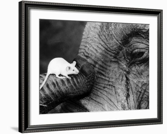 Mouse Crawls up Elephants Trunk-null-Framed Photographic Print