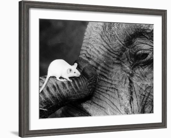 Mouse Crawls up Elephants Trunk-null-Framed Photographic Print