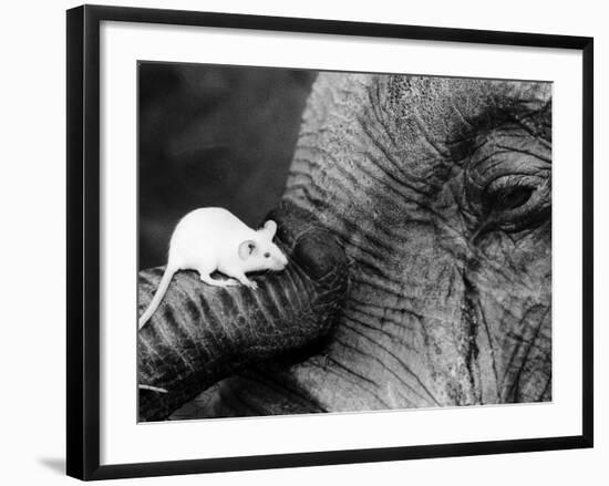 Mouse Crawls up Elephants Trunk-null-Framed Photographic Print