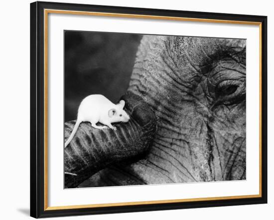 Mouse Crawls up Elephants Trunk-null-Framed Photographic Print