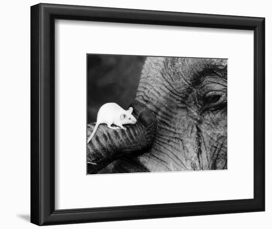 Mouse Crawls up Elephants Trunk-null-Framed Photographic Print