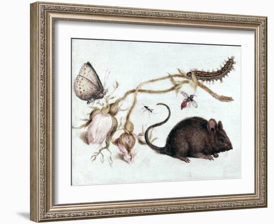 Mouse, Flower and Insect, 16th Century-Joris Hoefnagel-Framed Giclee Print