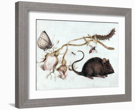 Mouse, Flower and Insect, 16th Century-Joris Hoefnagel-Framed Giclee Print