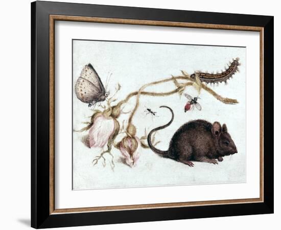 Mouse, Flower and Insect, 16th Century-Joris Hoefnagel-Framed Giclee Print