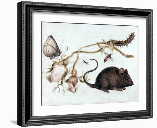 Mouse, Flower and Insect, 16th Century-Joris Hoefnagel-Framed Giclee Print