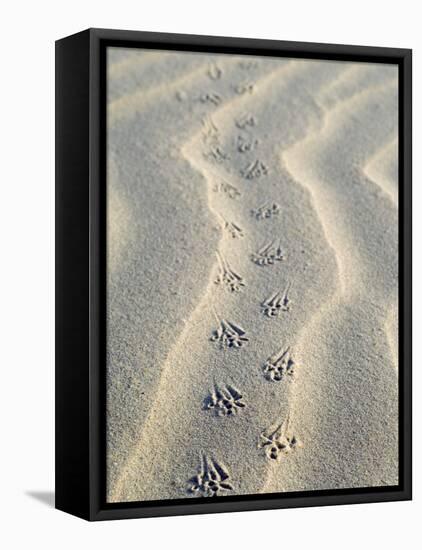 Mouse Footprints in the Sand of Dunes, Belgium-Philippe Clement-Framed Premier Image Canvas